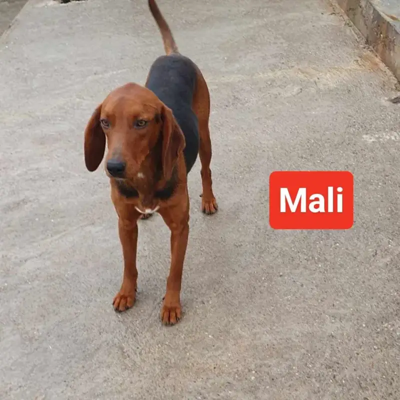 Mali, riđi gonič, stoji na betonu