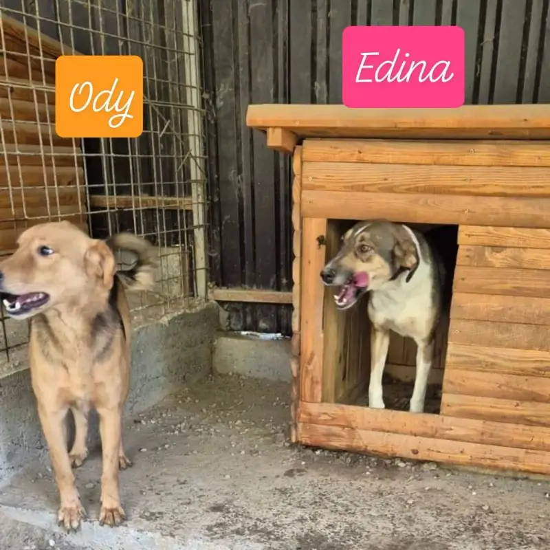 Ody i Edina, Edina viri iz drvene kućice
