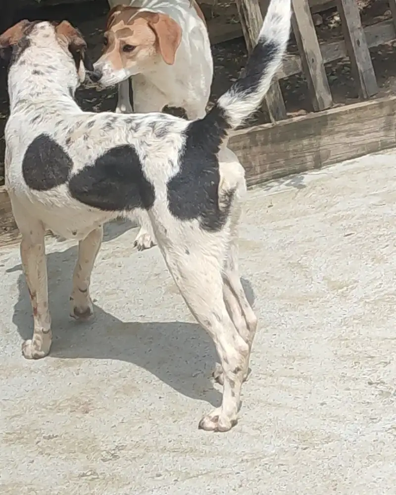 Tutti, bijela kuja s crnim mrljama, u dvorištu s drugim psom